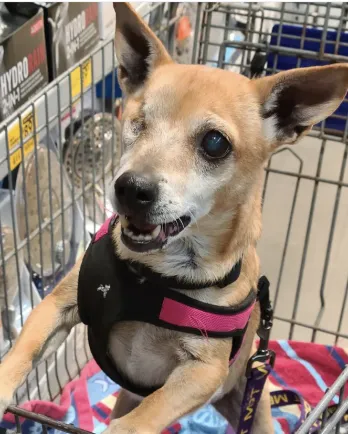 dog with one eye in shopping cart