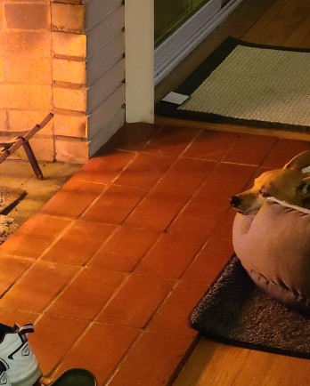 dog in front of a fire