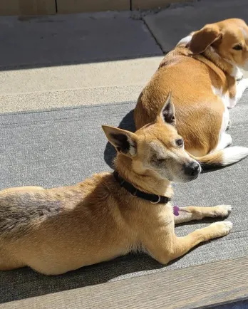 2 dogs laying together on the floor