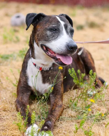 mixed breed female dog