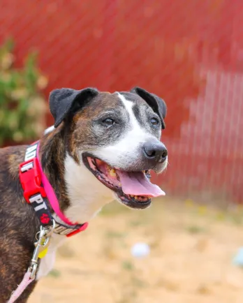 mixed breed female dog