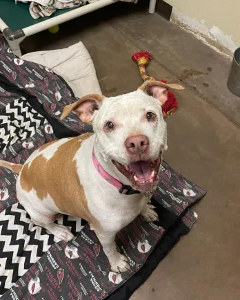 pit bull mix
