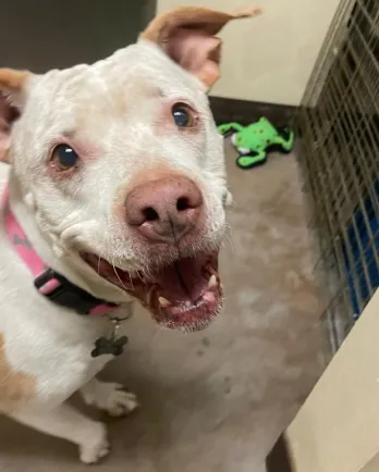 pit bull mix