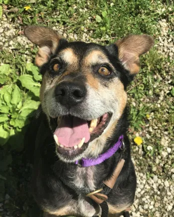 Bongo smiling