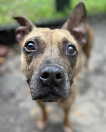 mixed breed female dog