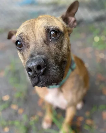 mixed breed brown dog