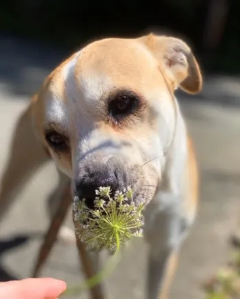 Brooks sniffing flowers