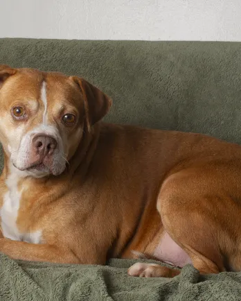 brown dog laying in natural light