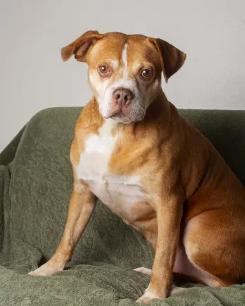 brown dog sitting in natural light