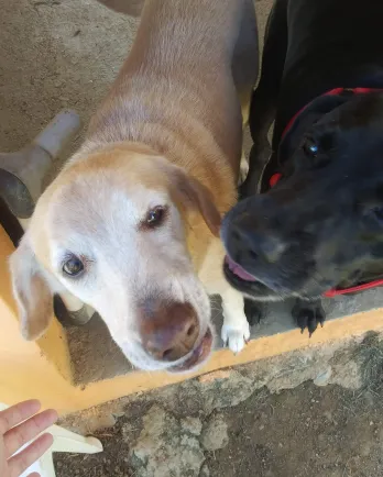 black lab and yellow lab