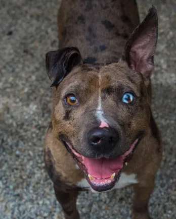 Catahoula Leopard mix Carmelo