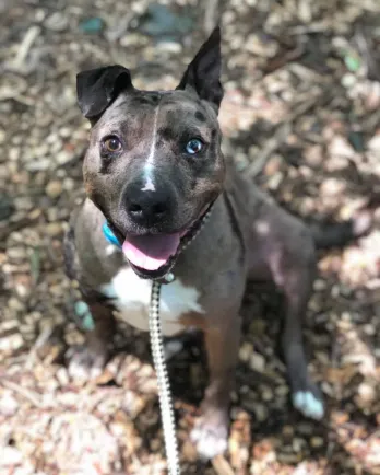 Catahoula Leopard mix Carmelo