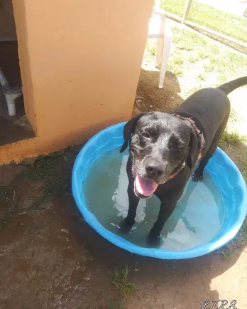 Carlos Vieques Humane Society