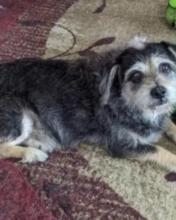 Border Terrier mix Charlie Brown