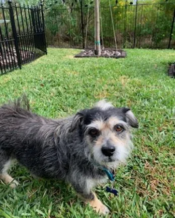 Border Terrier mix Charlie Brown