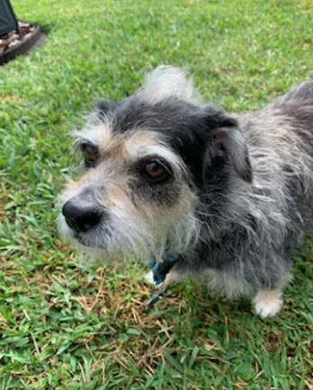 Border Terrier mix Charlie Brown