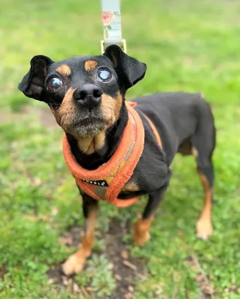 female min pin mix