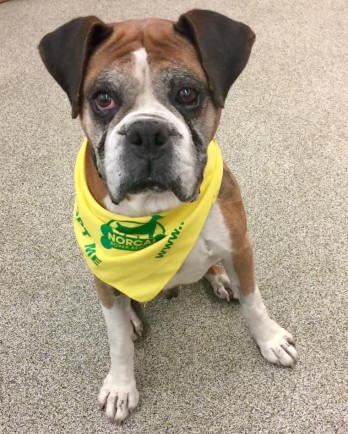 Chester the boxer with a yellow bandana