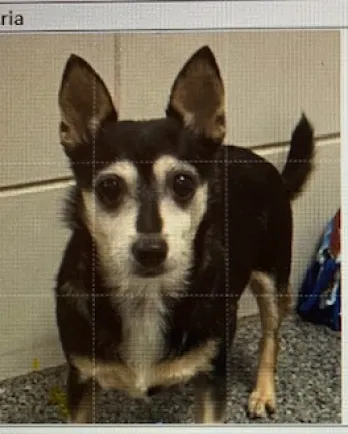 brown and white chihuahua mix