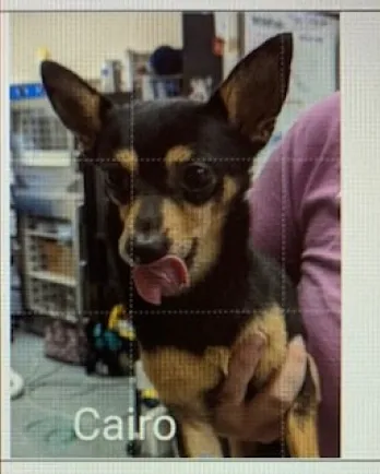 brown and black dog