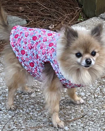 fluffy pomeranian wearing floral top