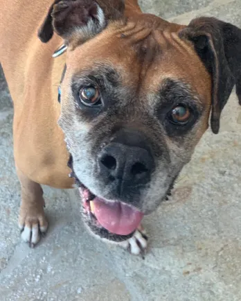 Chrissy the Boxer
