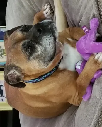Chrissy the Boxer