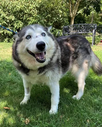 husky dog