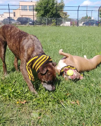 Cisco & Cocoa
