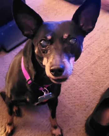 Miniature Pinscher Claire