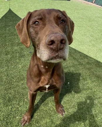 grey snooted brown dog