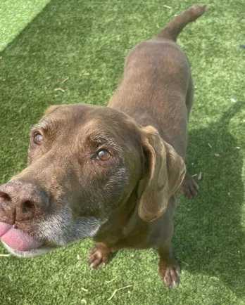 brown dog with tongue out