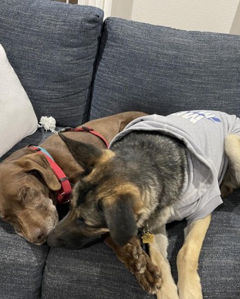 brown dog and shepherd dog on couch