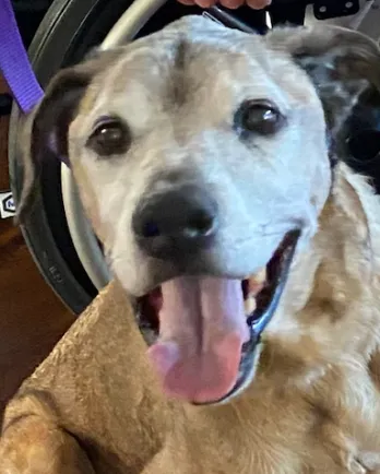 greyhound mix close up