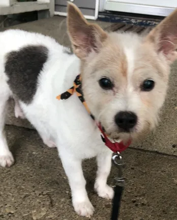 small white terrier