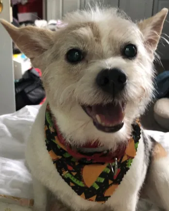 scruffy white terrier