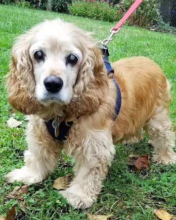 cocker spaniel