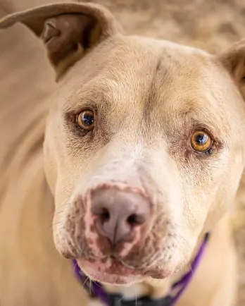 light brown dog with golden eyes