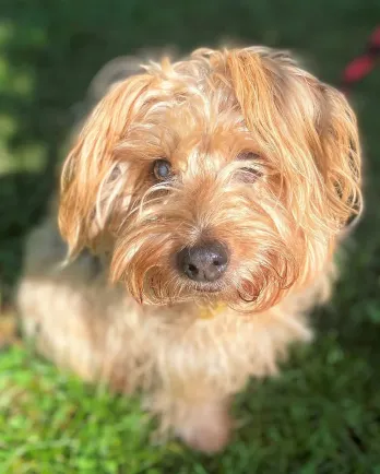 yorkie