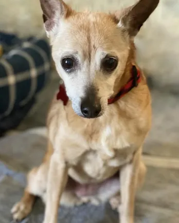 beige dog sitting