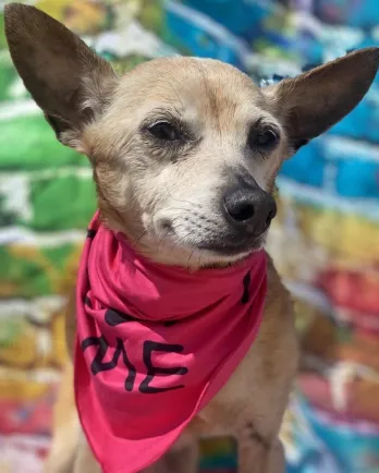 beige dog with wide ears