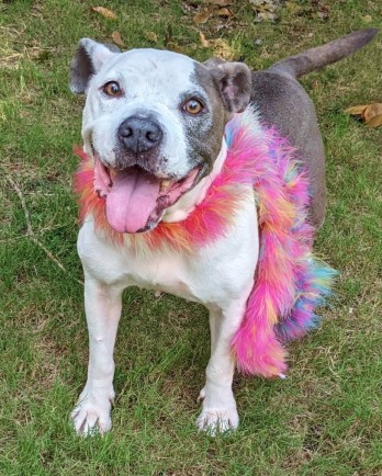 pit bull with feather boa