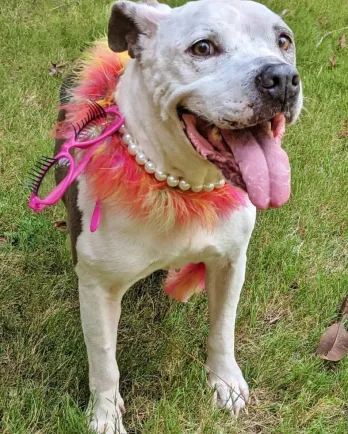 pit bull wearing pearls