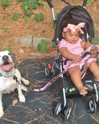 pit bull with baby in stroller