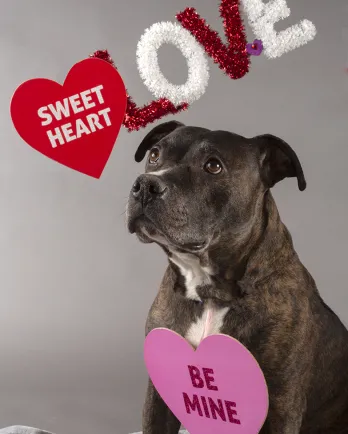 black dog with Valentine's props