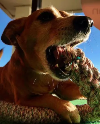 Dusty with toy