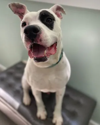black and white pit bull smiling