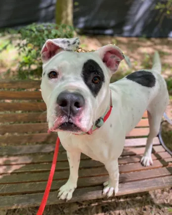 black and white pit bull