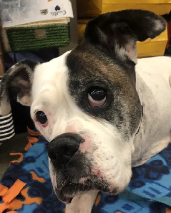 Close up of white boxer Ella