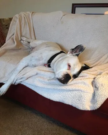 Ella the white boxer sleeping on the couch